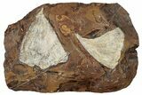 Two Fossil Ginkgo Leaves From North Dakota - Paleocene #262658-1